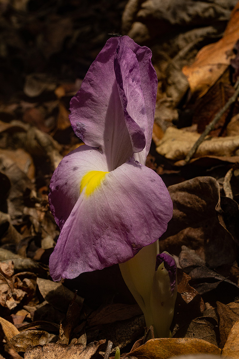 Siphonochilus aethiopicus Siphonochilus aethiopicus