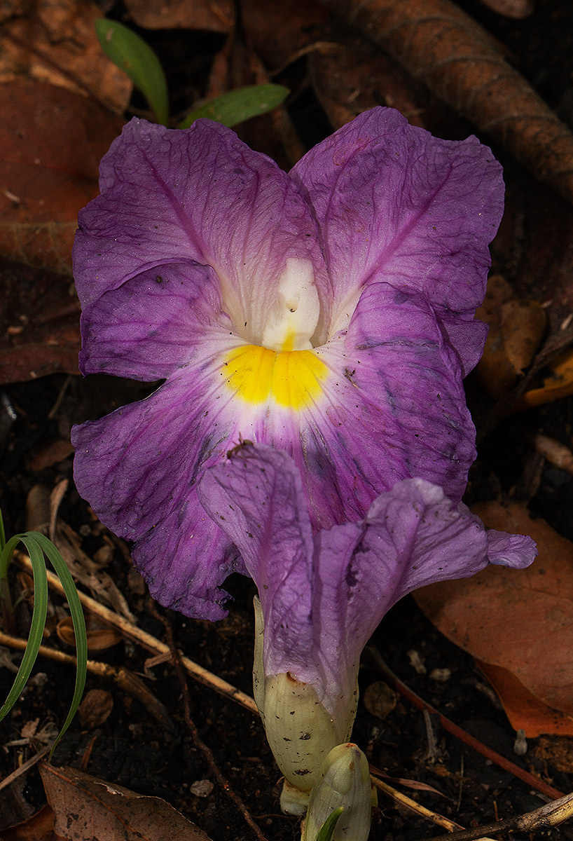 Siphonochilus aethiopicus Siphonochilus aethiopicus