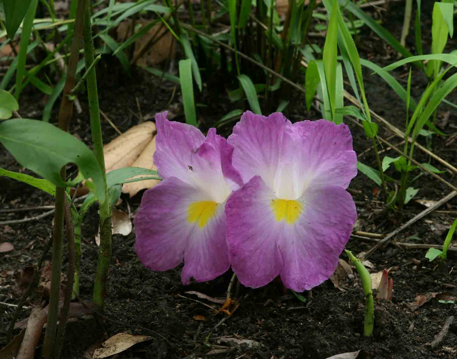 Siphonochilus aethiopicus Siphonochilus aethiopicus