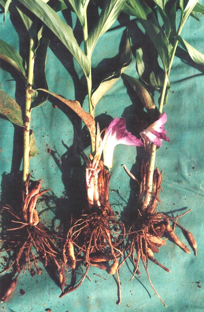 Siphonochilus aethiopicus Siphonochilus aethiopicus