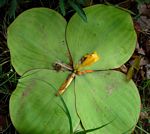 Costus spectabilis