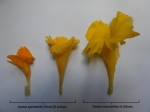 Costus spectabilis