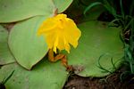 Costus spectabilis