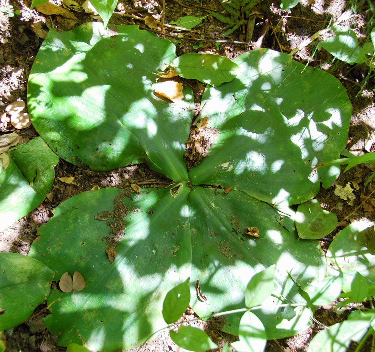 Costus spectabilis Costus spectabilis