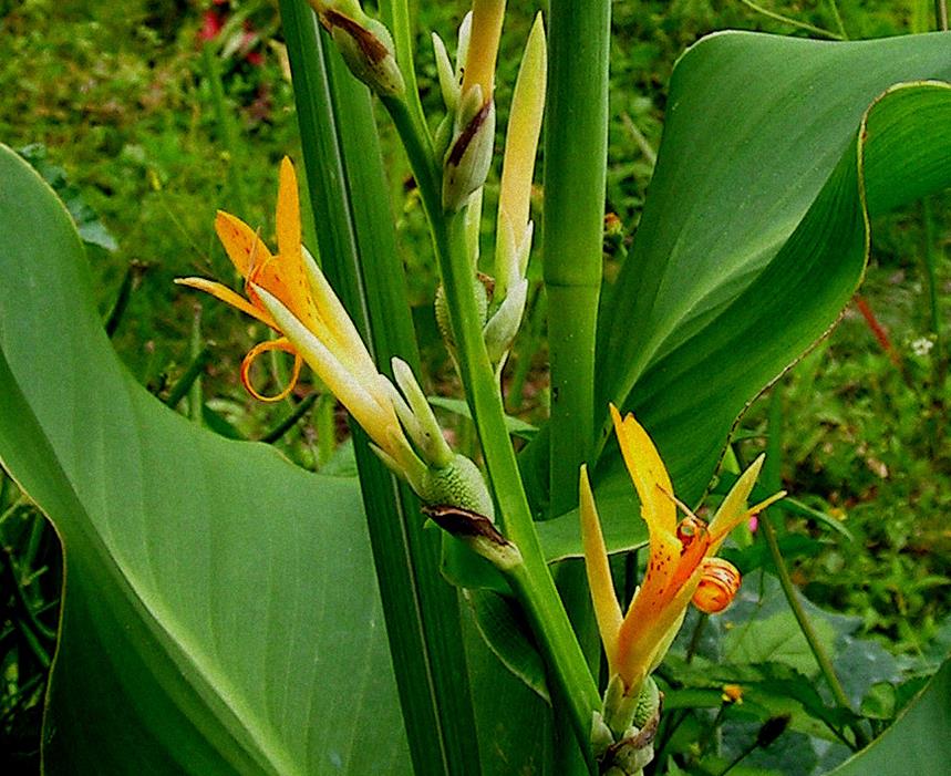 Canna indica Canna indica