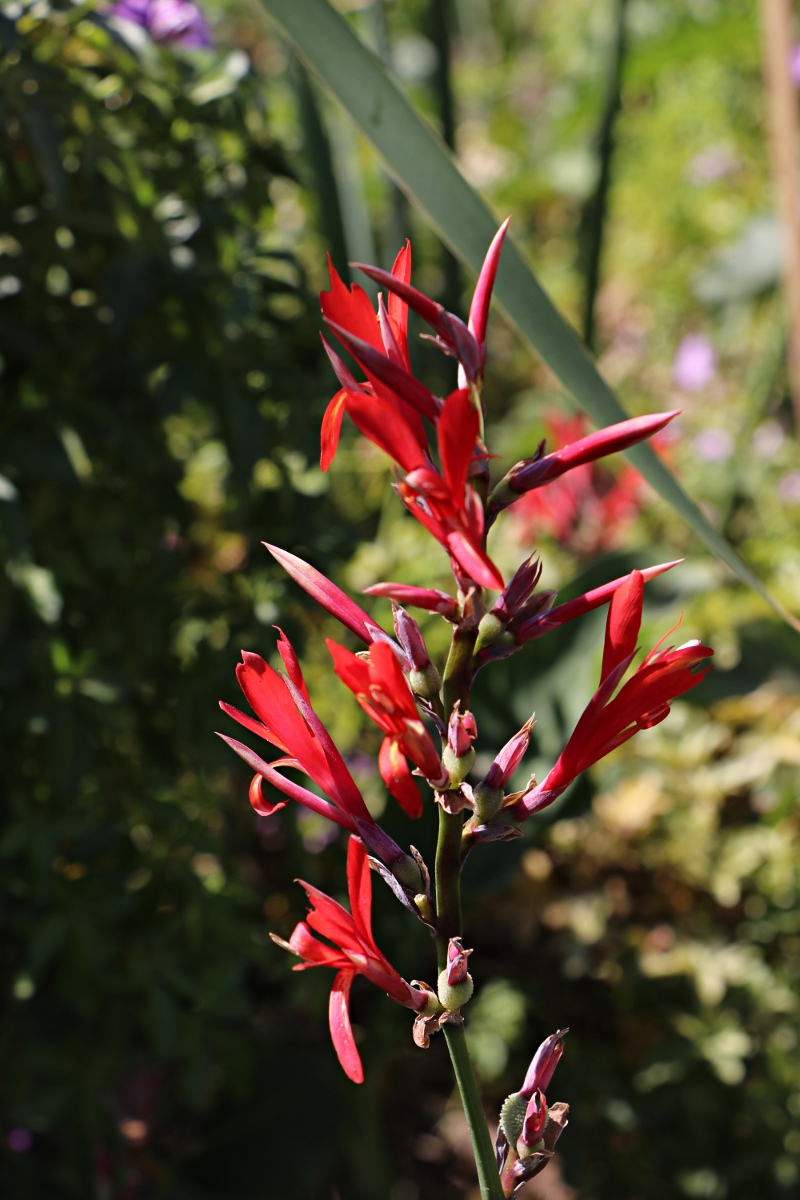 Canna indica