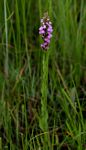 Brachycorythis buchananii
