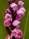 Brachycorythis buchananii
