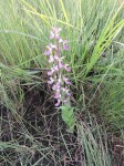 Brachycorythis ovata subsp. welwitschii