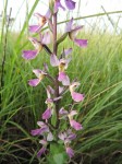 Brachycorythis ovata subsp. welwitschii
