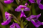 Brachycorythis pleistophylla subsp. pleistophylla