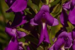 Brachycorythis pleistophylla subsp. pleistophylla