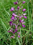 Brachycorythis pleistophylla subsp. pleistophylla