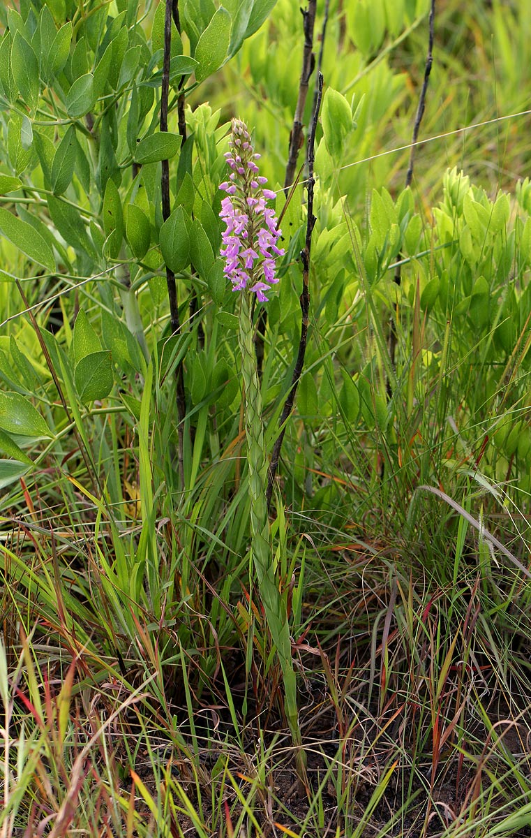 Brachycorythis pleistophylla subsp. pleistophylla