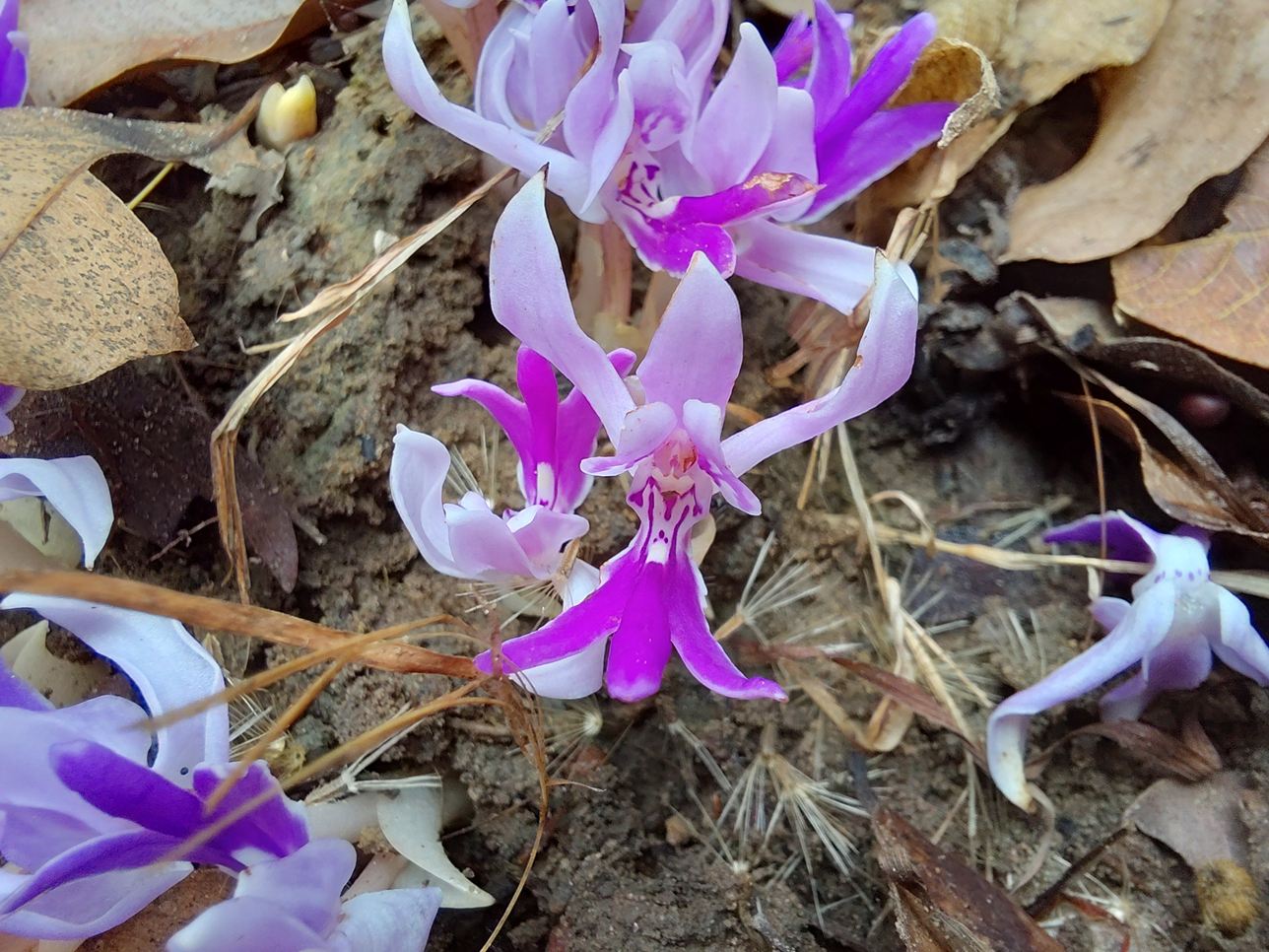 Brachycorythis lastii
