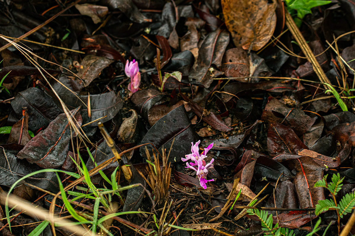 Brachycorythis lastii