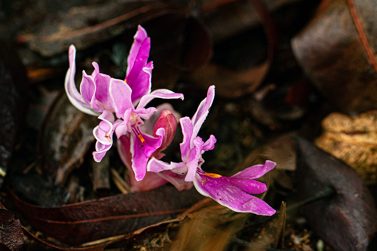 Brachycorythis lastii