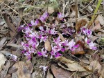 Brachycorythis lastii