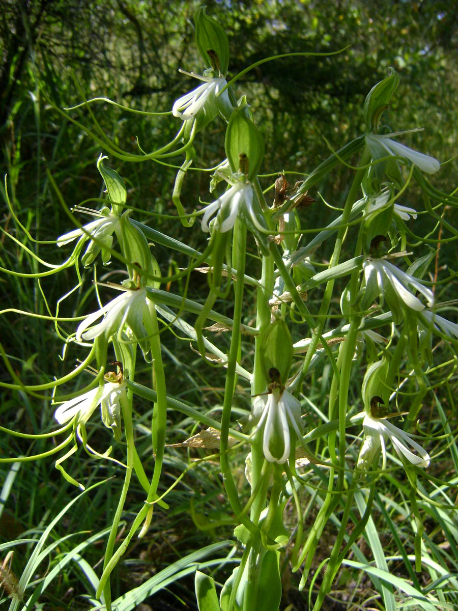 Bonatea steudneri Bonatea steudneri
