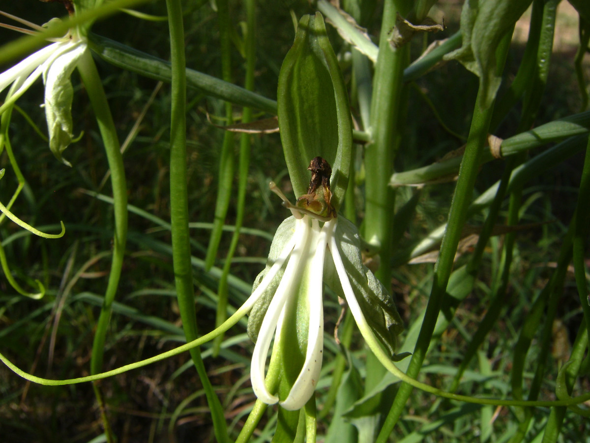 Bonatea steudneri Bonatea steudneri