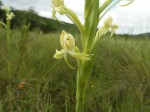 Centrostigma occultans