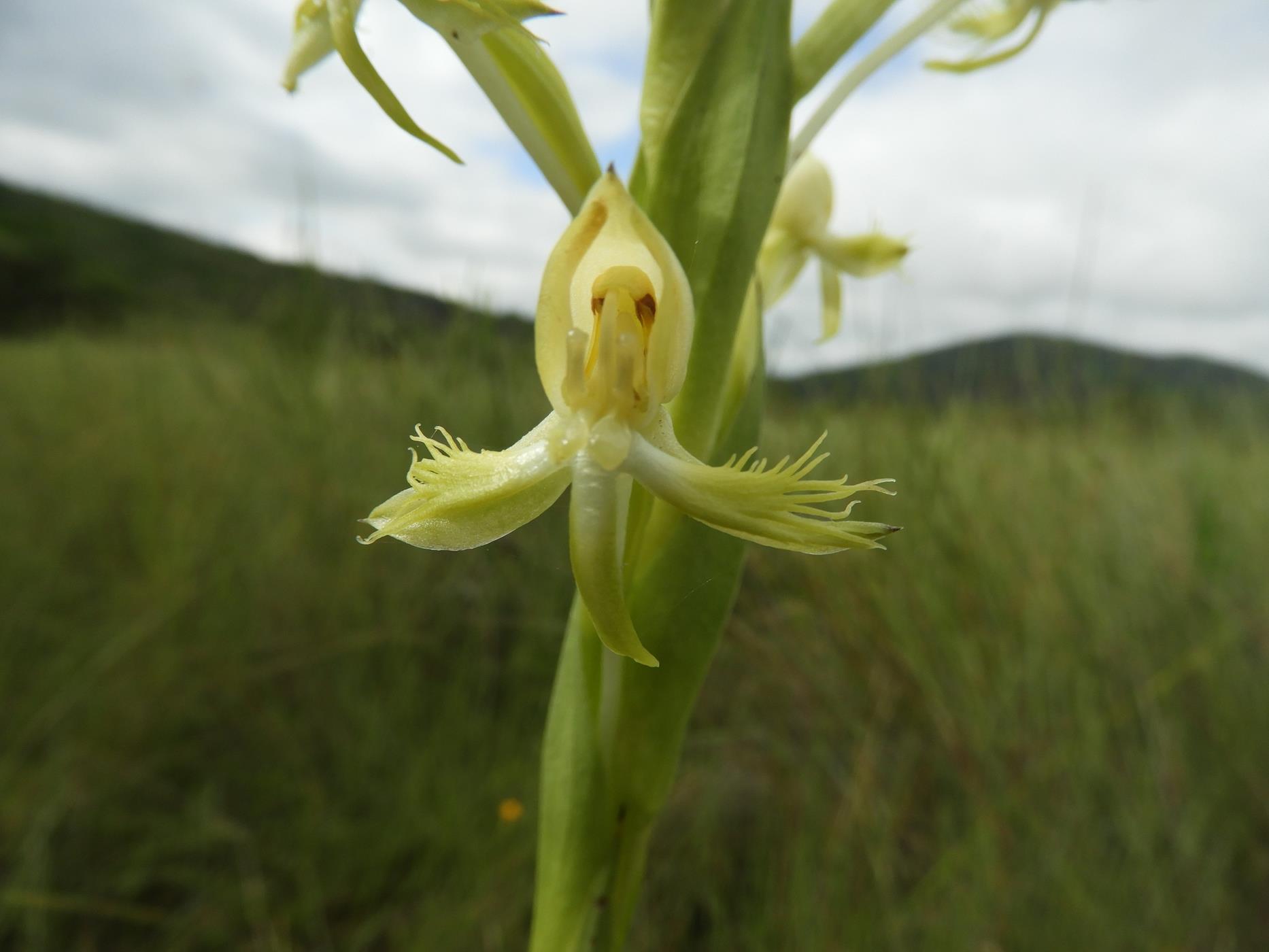 Centrostigma occultans Centrostigma occultans
