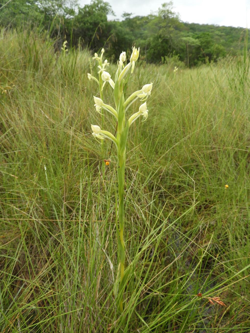 Centrostigma occultans Centrostigma occultans