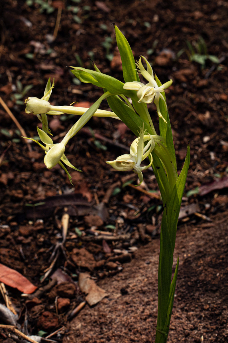 Centrostigma occultans Centrostigma occultans