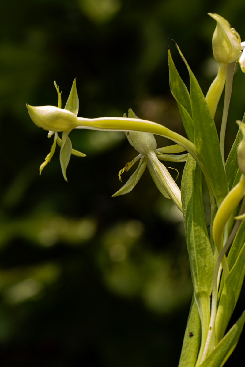 Centrostigma occultans Centrostigma occultans
