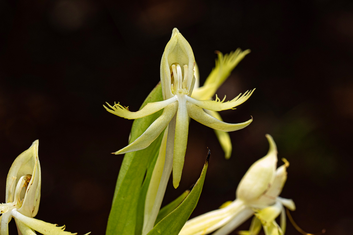 Centrostigma occultans Centrostigma occultans