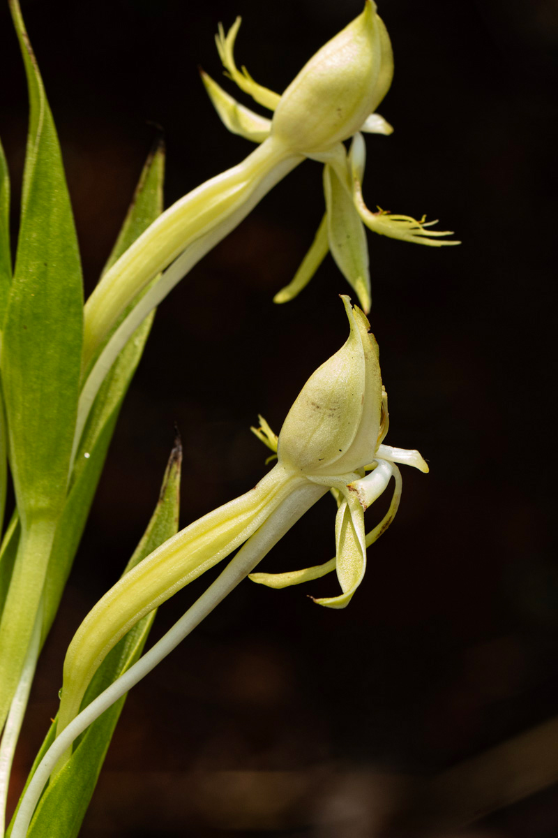 Centrostigma occultans Centrostigma occultans