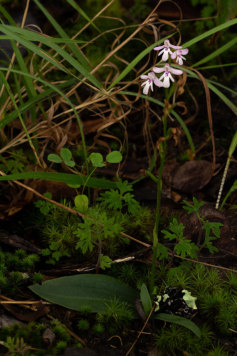 Cynorkis debilis Cynorkis debilis
