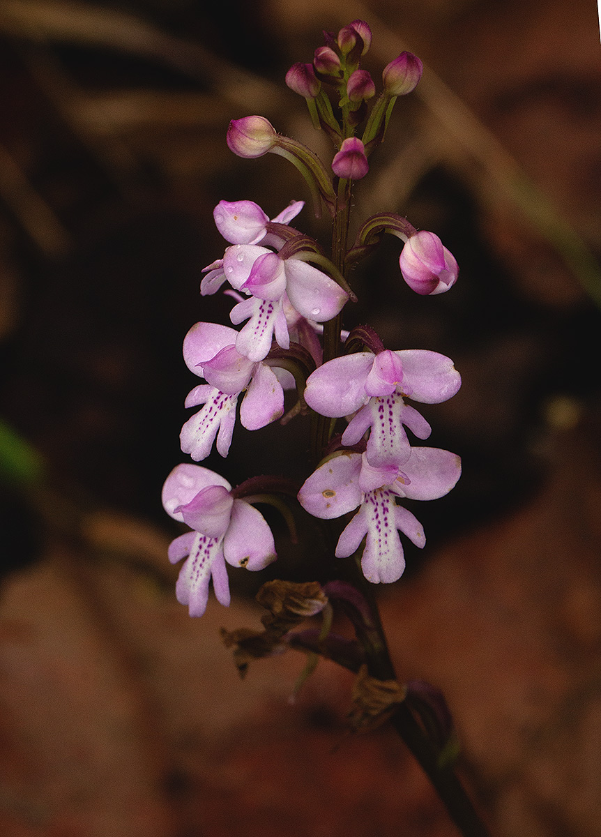 Cynorkis debilis Cynorkis debilis