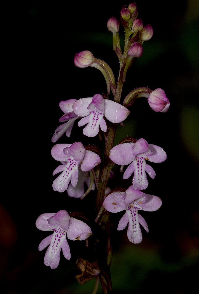 Cynorkis debilis