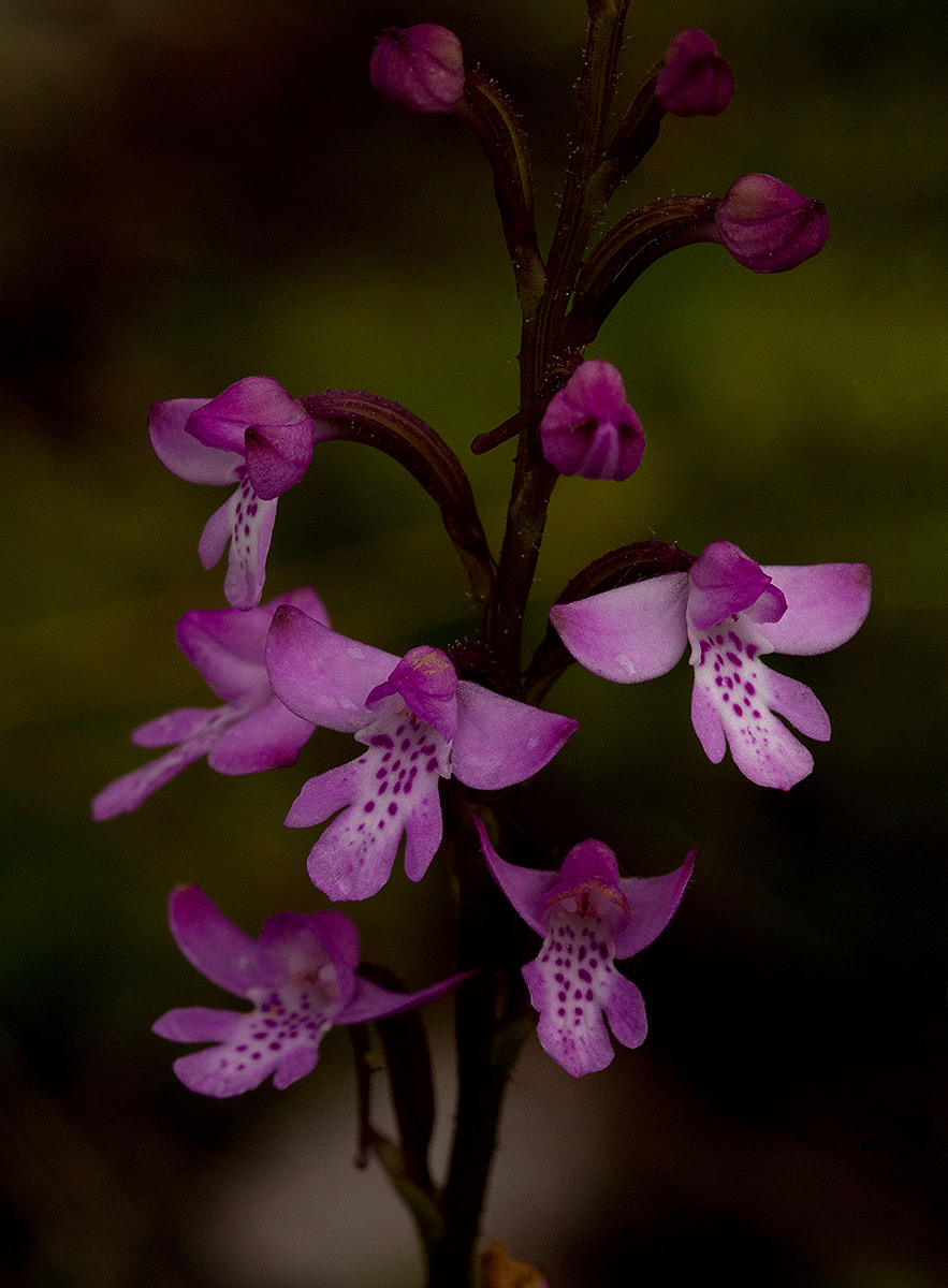 Cynorkis debilis Cynorkis debilis