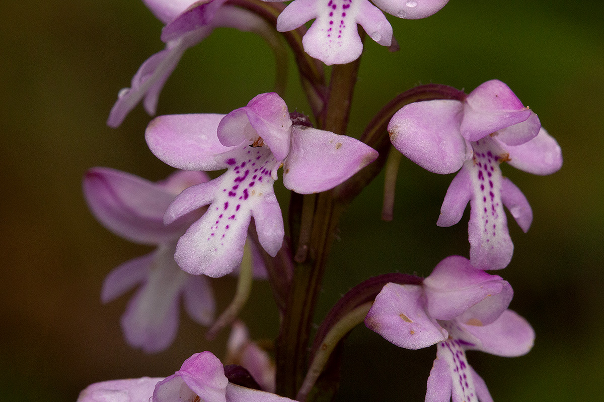 Cynorkis debilis