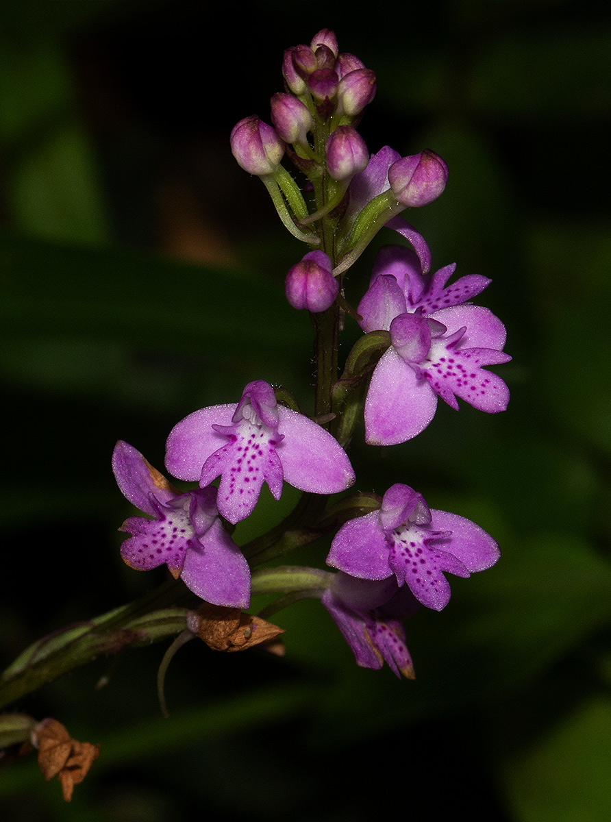 Cynorkis debilis Cynorkis debilis