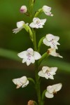 Cynorkis debilis