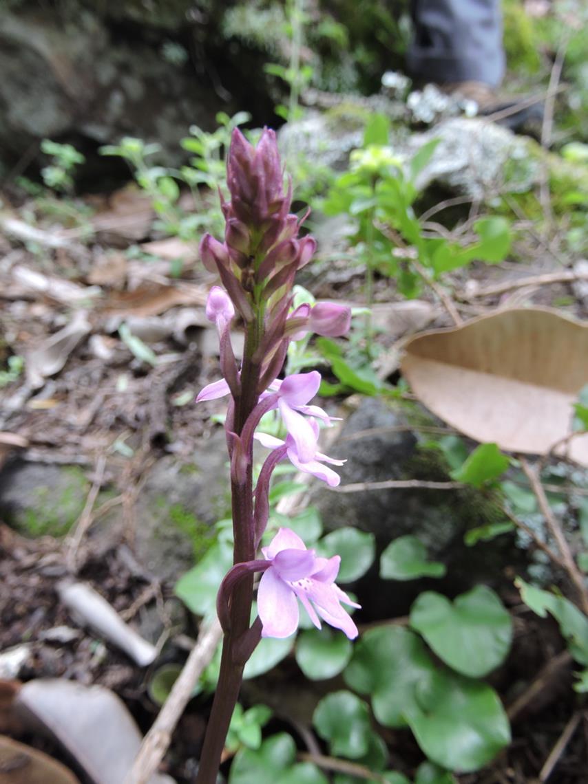 Cynorkis debilis