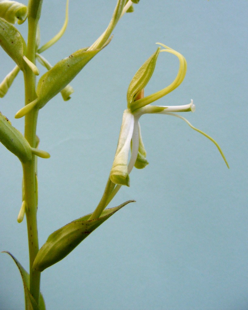 Habenaria holubii Habenaria holubii
