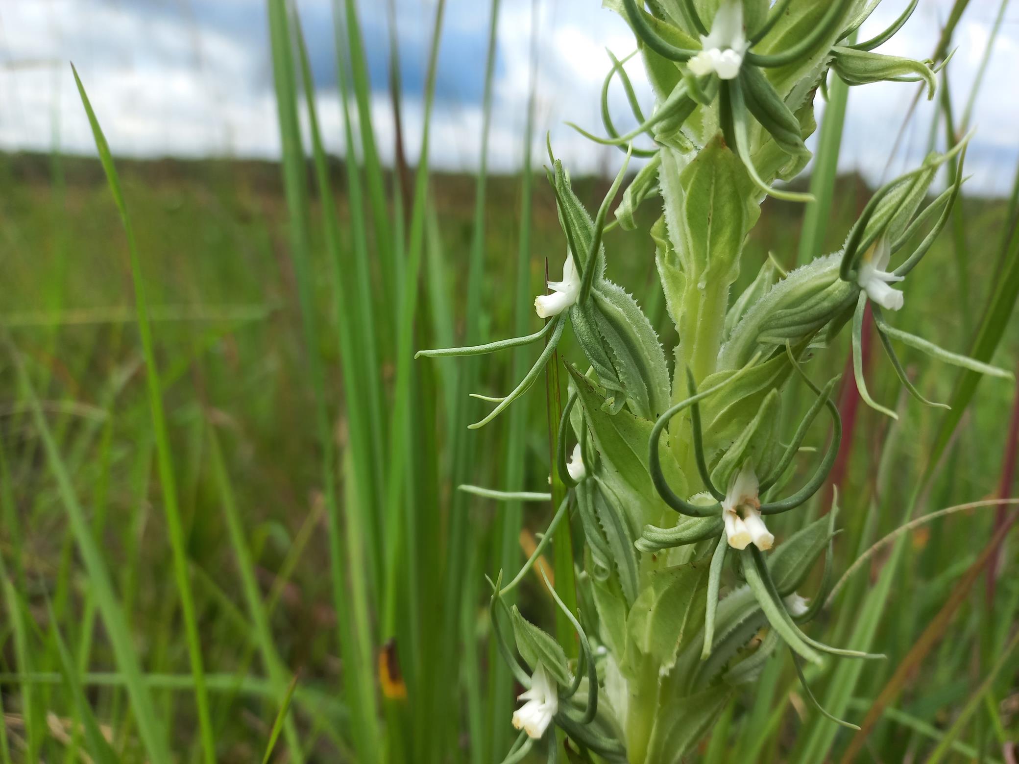 Habenaria lindblomii Habenaria lindblomii