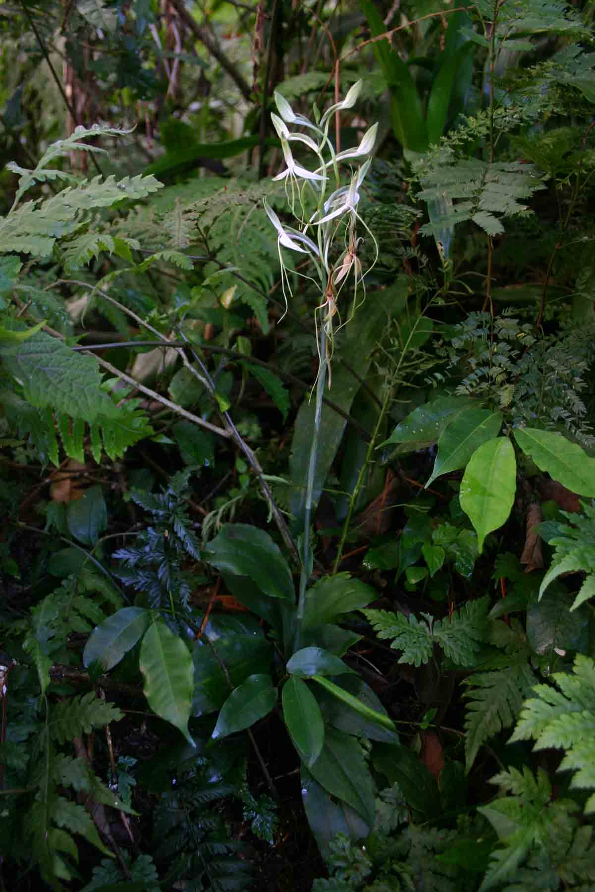 Habenaria macrandra Habenaria macrandra