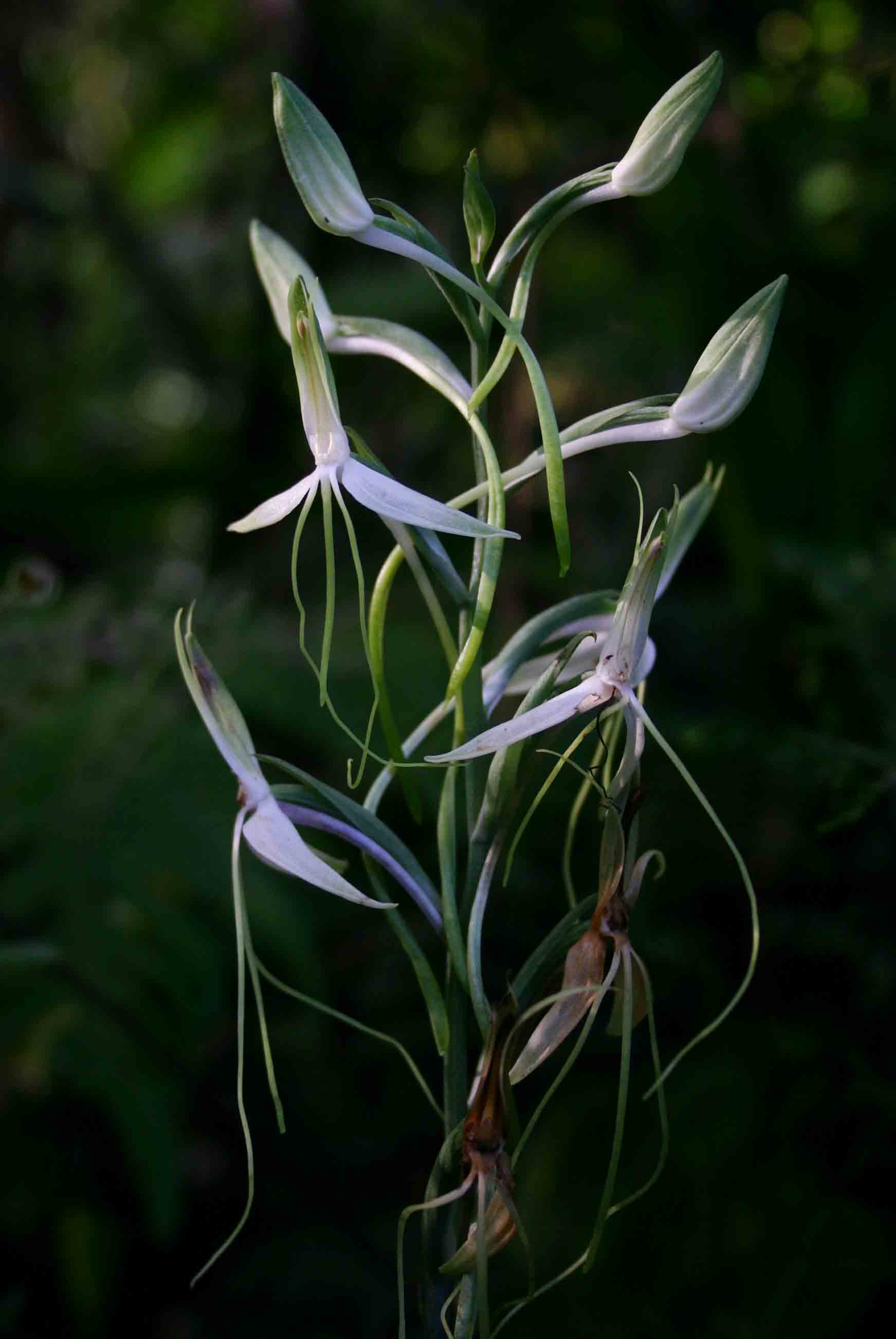 Habenaria macrandra Habenaria macrandra