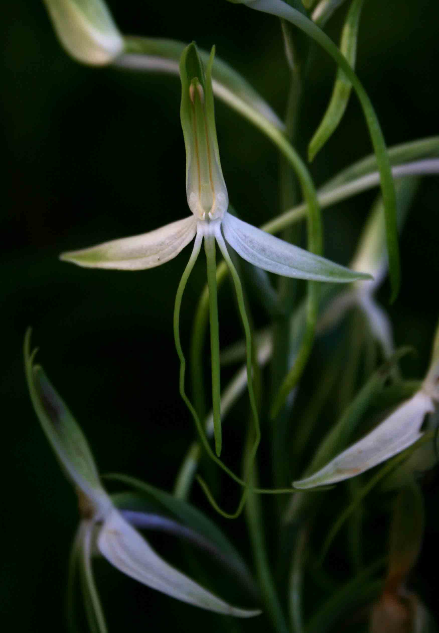Habenaria macrandra Habenaria macrandra
