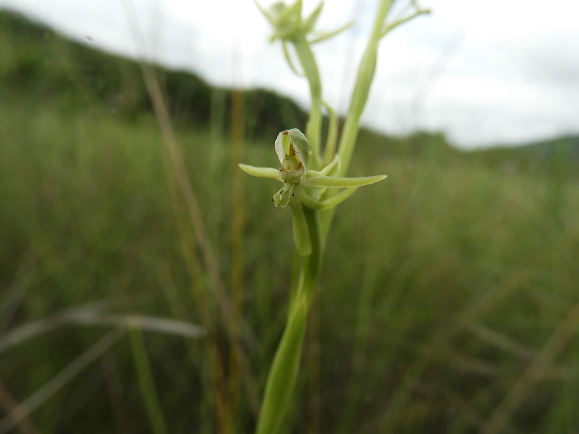 Habenaria magnirostris Habenaria magnirostris