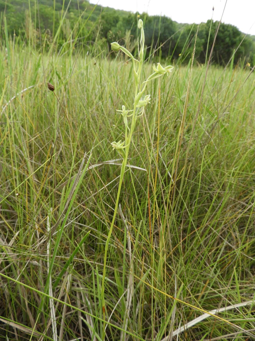 Habenaria magnirostris Habenaria magnirostris