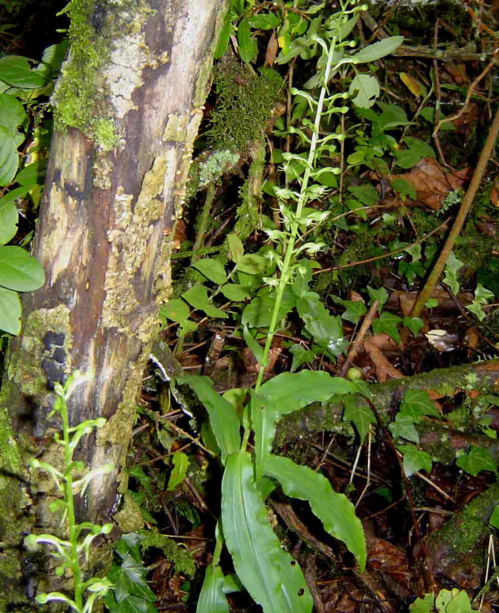Habenaria malacophylla Habenaria malacophylla