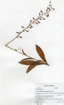 Habenaria malacophylla