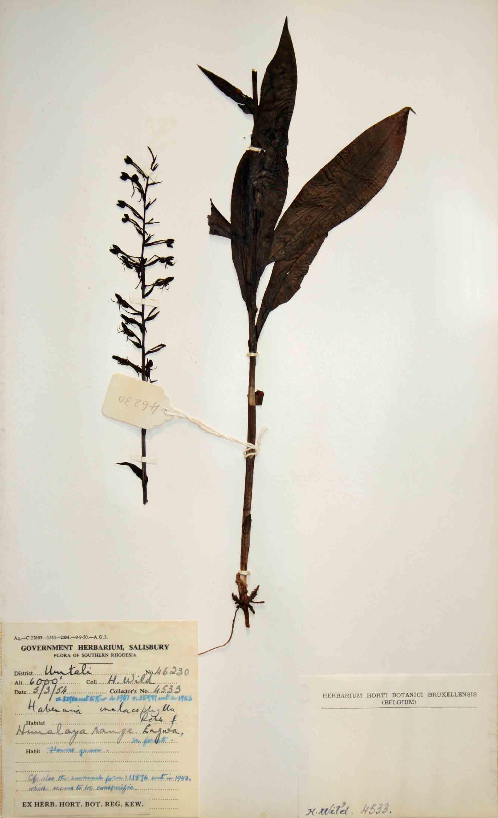 Habenaria malacophylla Habenaria malacophylla