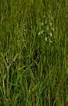 Habenaria schimperiana